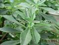 亦菜 亦药 亦茶救心菜种苗